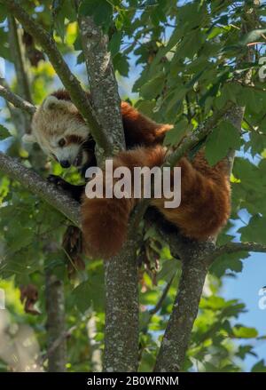 Ein roter Panda, Ailurus fulgens, in Ahorn-Baum. Stockfoto