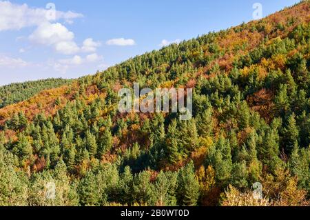 Blick auf die Landschaft des Mischwaldes im Herbst in Hayedo de Tejera Negra (Parque Natural Sierra Norte de Guadalajara, Cantalojas, Guadalajara, Spanien) Stockfoto