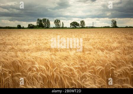 Goldenes Triticalfeld, Horizont und graue Wolken am Himmel Stockfoto