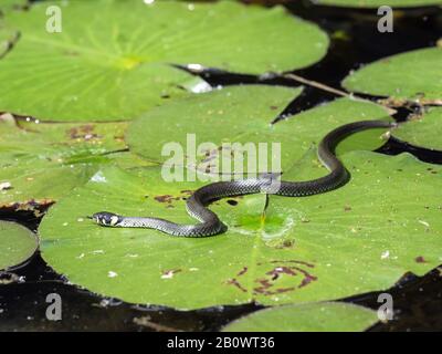 Grasschlange (Natrix natrix) auf Lilienblock Stockfoto