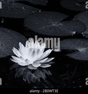 Monochromes Bild der weißen Blüte einer Seerose Stockfoto
