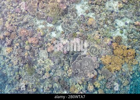 Gesunde Korallenriffe umsäumen abgelegene Kalksteininseln inmitten von Raja Ampat, Indonesien. Diese erstaunliche abgelegene Region ist berühmt für ihre hohe biologische Vielfalt im Meer. Stockfoto