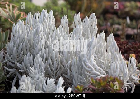 Senecio haworthii auch als Woolly senecio oder Kokospflanze bekannt. Stockfoto