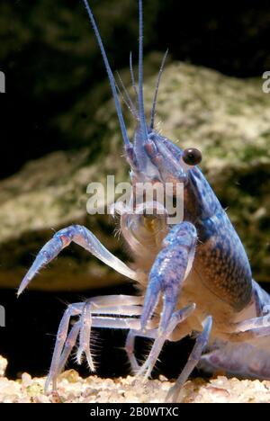 Süßwasserkrebse blueclaw in einem Süßwasseraquarium Stockfoto