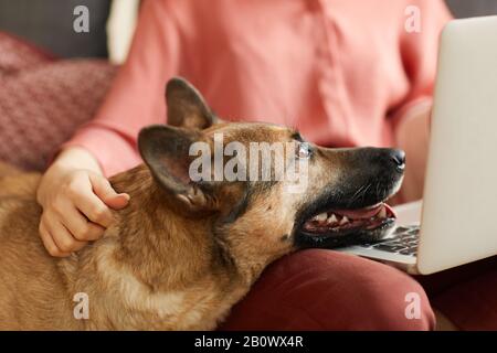 Nahaufnahme des deutschen Hirten, der auf dem Knie des Besitzers liegt und während der Arbeit der Frau auf den Bildschirm des Laptops schaut Stockfoto