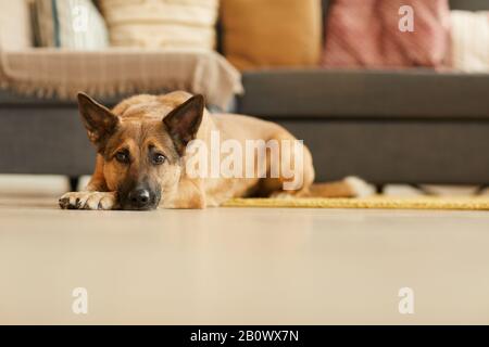 Deutscher Hirte liegt auf dem Boden in der Nähe des Sofas und ruht zu Hause im Zimmer Stockfoto