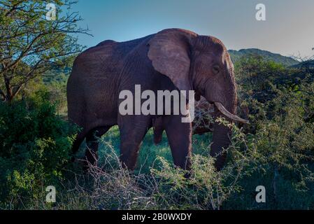 Nahaufnahme eines Elefanten, der in der afrikanischen Savannah spazieren geht. Stockfoto