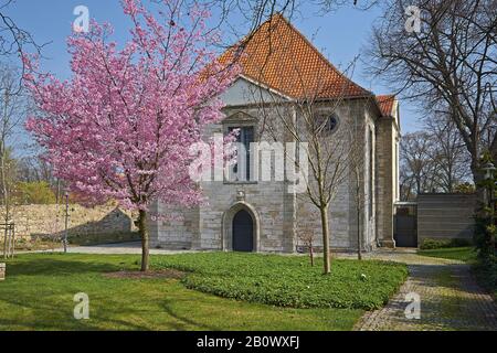 Arboretum mit Dreifaltigkeitskirche in Bad Langensalza, Thüringen, Deutschland, Europa Stockfoto