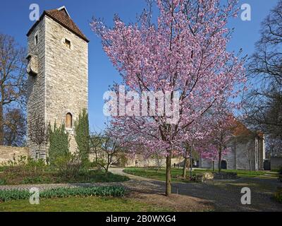 Arboretum mit Nordturm der Stadtmauer und Dreifaltigkeitskirche in Bad Langensalza, Thüringen, Deutschland, Europa Stockfoto