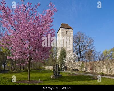 Arboretum mit Nordturm der Stadtmauer und Bergkirsche in Bad Langensalza, Thüringen, Deutschland, Europa Stockfoto