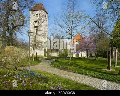 Arboretum mit Nordturm der Stadtmauer und Dreifaltigkeitskirche in Bad Langensalza, Thüringen, Deutschland, Europa Stockfoto