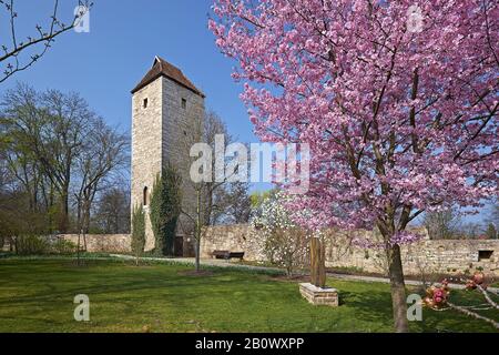 Arboretum mit Nordturm der Stadtmauer und Bergkirsche in Bad Langensalza, Thüringen, Deutschland, Europa Stockfoto