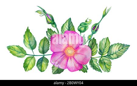 Wasserfarben-Bouquet mit Rosettenhüften. Rosa Blume, Blätter, Äste und Knospen isoliert auf weißem Grund. Handgezeichnete Hochzeitskarten mit Designelementen. Ro Stockfoto