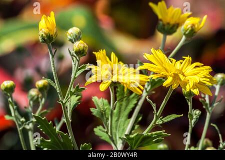 Nahaufnahme von gelben Gänseblümchen und Knospen in einem Garten in Kuba während der Sommerzeit Stockfoto