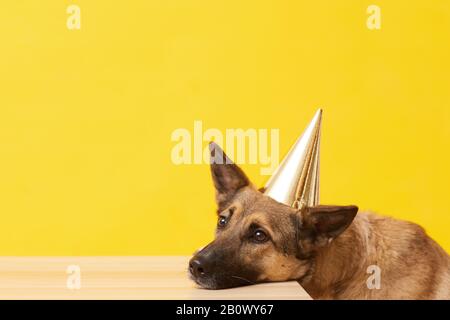 Nahaufnahme des niedlichen Hundes, der den Kopf in den Partyhut auf den Tisch legt und traurig isoliert auf gelbem Hintergrund aussieht Stockfoto