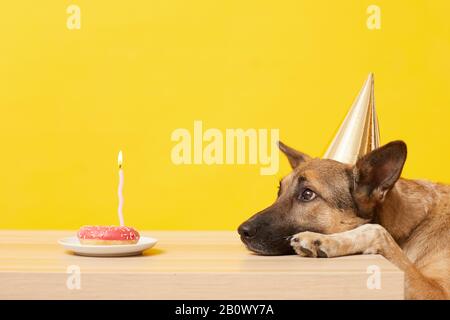 Deutscher Hirte in Hut auf dem Tisch liegend und mit Kerze auf den Kuchen schauen hat es Geburtstag Stockfoto