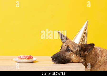 Deutscher Hirte in Hut wartet auf den Auftrag, vor gelbem Hintergrund Kuchen auf dem Tisch zu essen Stockfoto