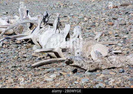 Ein Walskelett an der Great Wall Station, einer chinesischen Sceince Base auf King George Island auf den South Shetland Islands in der Antarktis. Stockfoto