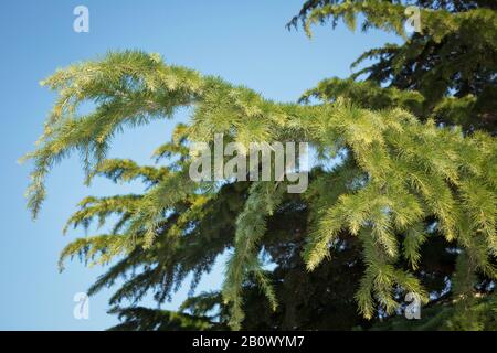Grüne Kiefern schließen sich.Botanik viele grüne Äste von Kiefern blauer Himmel Hintergrund . grüne stachelige Äste eines Fellbaums oder Stifts . Stockfoto
