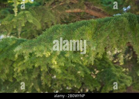 Grüne Kiefern schließen sich.Botanik viele grüne Äste von Kiefern blauer Himmel Hintergrund . grüne stachelige Äste eines Fellbaums oder Stifts . Stockfoto