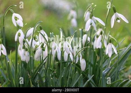 Ein Klumpen von Schneefällen (Galanthus) Stockfoto