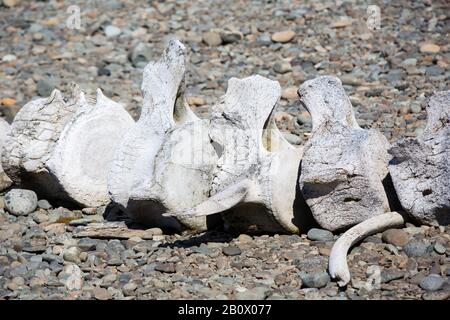 Ein Walskelett an der Great Wall Station, einer chinesischen Sceince Base auf King George Island auf den South Shetland Islands in der Antarktis. Stockfoto