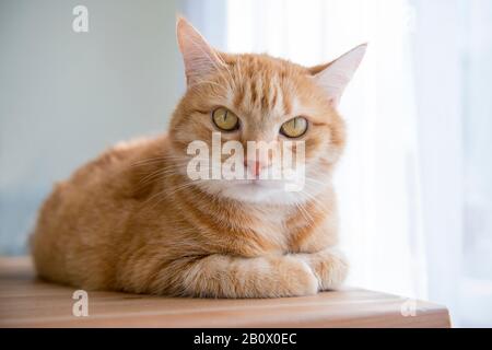 Emotionales orangefarbenes Ingwer-Katzen-Augen-Porträt. Lustige rote Katze in gemütlicher Hausatmosphäre. Liegende Tabby Ingwerkatze. Aussehende Ingwerkatze, sitzend. Flauschig Stockfoto