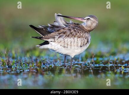 Hudsonian godwits preening während Herbstzug Stockfoto