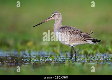 Hudsonian Pate während der Herbstwanderung Stockfoto