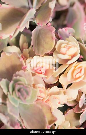 Kalanchoe fedtschenkoi 'Aurora Borealis' Pflanze. Stockfoto