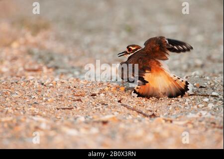 Killdeer Broken Wing Display Stockfoto