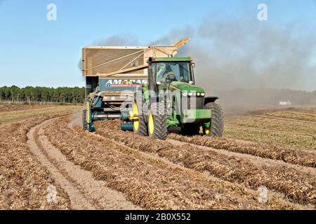 Erdnussernte, Bauer manövriert John Deere-Traktor "Arachis hypogäa". Stockfoto