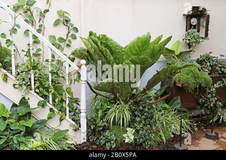 Eingangshalle, Giant Houseplant Takeover, Glasshouse, RHS Garden Wisley, Woking, Surrey, England, Großbritannien, Großbritannien, Großbritannien, Großbritannien, Europa Stockfoto