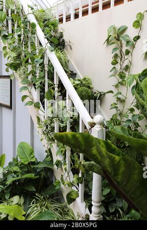 Eingangshalle, Giant Houseplant Takeover, Glasshouse, RHS Garden Wisley, Woking, Surrey, England, Großbritannien, Großbritannien, Großbritannien, Großbritannien, Europa Stockfoto