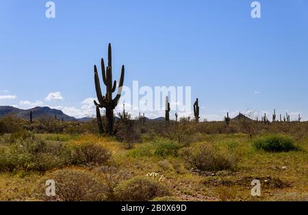 Ein großer Kaktus in einer mit Kaktus gefüllten Wüste in den Wüstenbergen Arizonas leuchtet Stockfoto