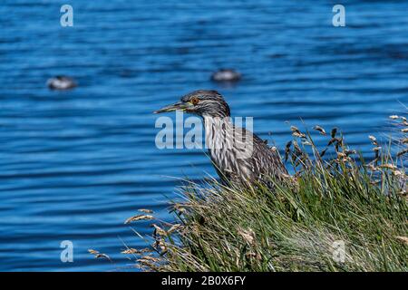 Juvenile Black-krönte Night Heron, Nycticorax nycticorax cyanocephalus, am Ufer von Long Pond, Sea Lion Island, Falkland Islands Stockfoto