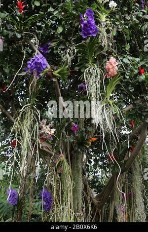 Weinend oder Java Fig (Ficus benjamina) mit Epiphyten, Glasshouse, RHS Garden Wisley, Woking, Surrey, England, Großbritannien, Großbritannien, Großbritannien, Europa Stockfoto