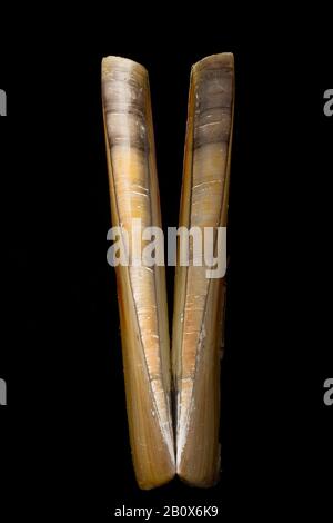 Eine leere Pod Rasierklinge, Ensis siliqua, auch bekannt als Rasierklinge oder Rasierfisch. Dieser wurde an einem sandigen Strand verwaschen gefunden. Dorset England GB Stockfoto