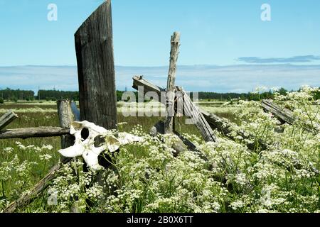 Alter Holzzaun mit Tierschädeln. Große Schädel von Tieren auf einer Holzhecke. Stockfoto