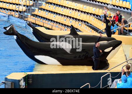 Puerto De La Cruz, Tenerife-January 16 2019. Zwei Schwertwale (Orcinus orca) sind aus dem Wasser während einer whale Show im Loro Park auf Teneriffa Stockfoto