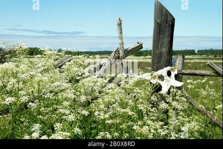 Alter Holzzaun mit Tierschädeln. Große Schädel von Tieren auf einer Holzhecke. Stockfoto