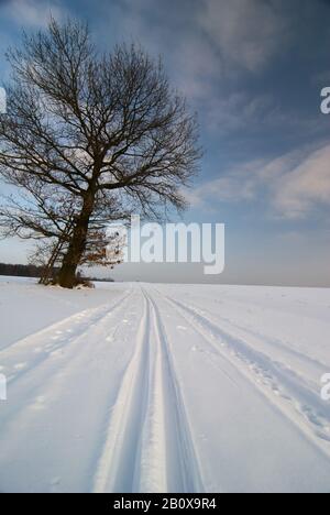 Loipen im Winter, neben einem Baum, Stockfoto