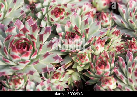 Sempervivum Calcarum 'Sir William Lawrence' saftige Pflanze. Stockfoto