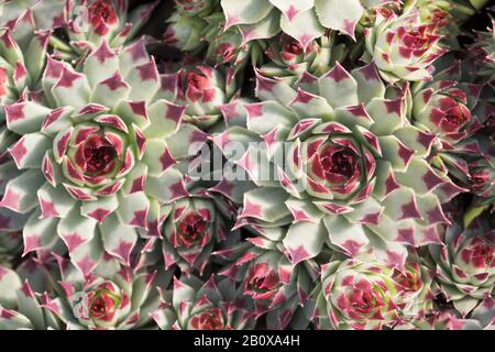 Sempervivum Calcarum 'Sir William Lawrence' saftige Pflanze. Stockfoto