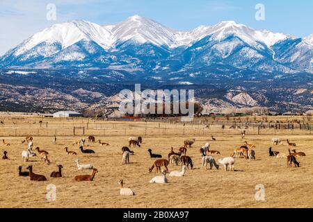 Alpacas und Paco-Vicuzu ñas grasen auf der Alm in Zentral-Colorado; Collegiate Peaks Rocky Mountains Beyond; USA Stockfoto