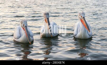 Drei Dalmatiner Pelikane (Pelecanus crispus) schwimmen auf dem Kerkini-See, Nordgriechenland Stockfoto