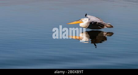 Der Dalmatiner Pelikan (Pelecanus crispus) spiegelte sich in dem See Kerkini, Nordgriechenland, wider und gleite über den See. Stockfoto