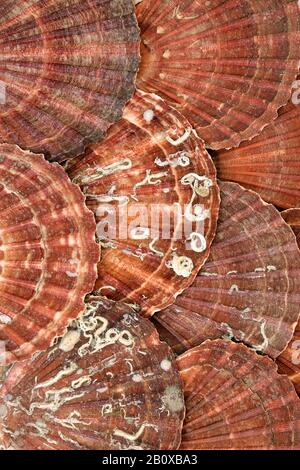 Schalenhacke bilden einen abstrakten Hintergrund. Flache Lage, Draufsicht. Stockfoto