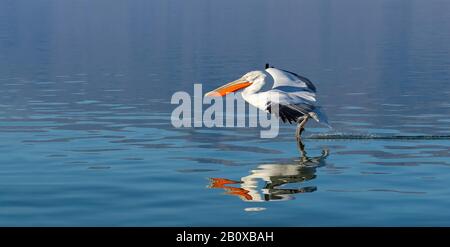 Der Dalmatiner Pelikan (Pelecanus crispus) spiegelte sich in und kurz vor der Landung auf dem Kerkini-See in Nordgriechenland wider. Stockfoto