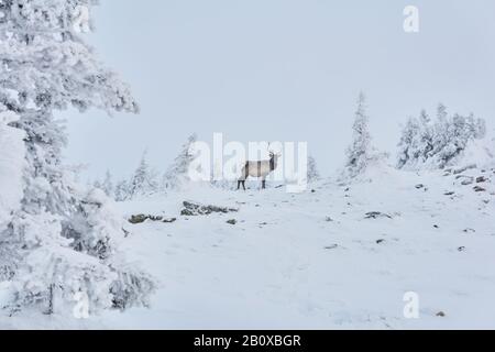 Rehe im Winter verschneiten Bergwald Stockfoto